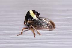 Smilia fasciata