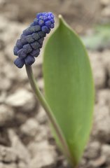 Muscari latifolium