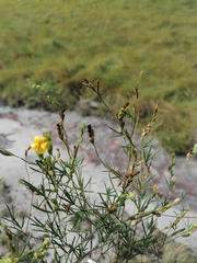 Crotalaria virgulata