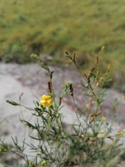 Crotalaria virgulata