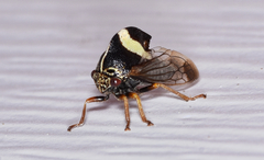 Smilia fasciata