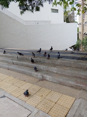 Columba livia domestica