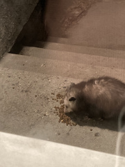 Didelphis virginiana