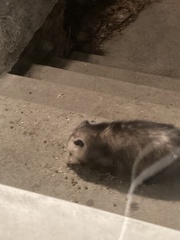 Didelphis virginiana