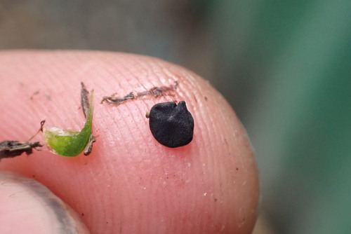 Kuokštinis chlorofitas nuotrauka