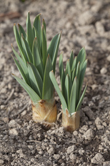 Eremurus stenophyllus