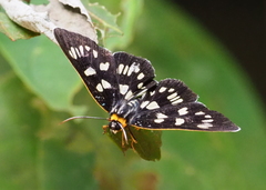 Lepidoptera