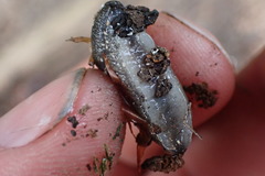 Tandonia budapestensis