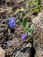 Mertensia longiflora