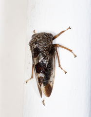 Cyrtolobus tuberosus