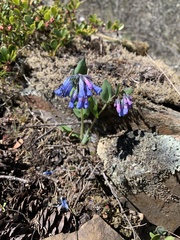 Mertensia longiflora