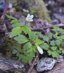 Cardamine anemonoides