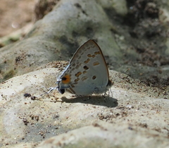 Hypolycaena sipylus