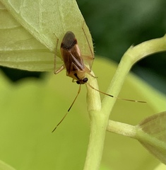 Poppiocapsidea biseratense