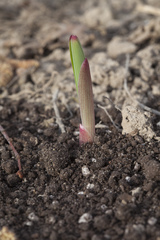 Polygonatum sewerzowii