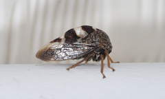 Cyrtolobus tuberosus