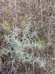 Astragalus nevinii