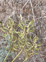 Astragalus nevinii