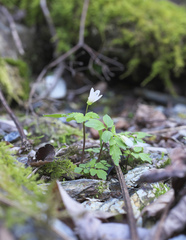 Cardamine anemonoides
