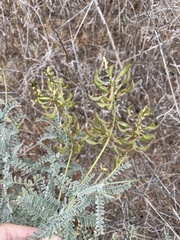 Astragalus nevinii