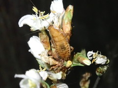 Drymaplaneta heydeniana