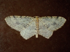 Poecilasthena scoliota