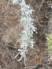 Astragalus nevinii