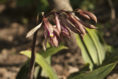 Cremastra appendiculata variabilis