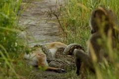 Python natalensis