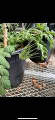 Erodium moschatum