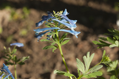 Corydalis elata
