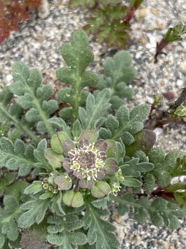 Lepidium lasiocarpum