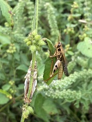 Catantops melanostictus