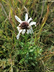 Callilepis laureola