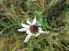 Callilepis laureola