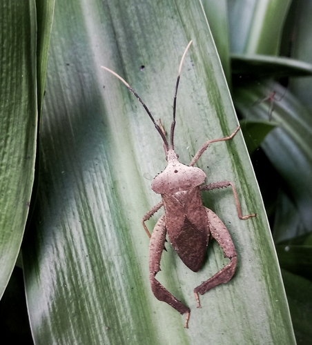 Acanthocephala alata