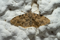 Scopula luridata