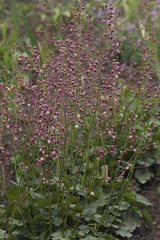 Heuchera pulchella