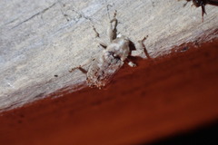 Mitrastethus baridioides