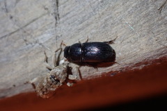 Mitrastethus baridioides