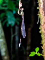Acanthagrion speculum