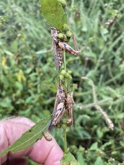 Entomophaga grylli