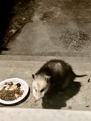 Didelphis virginiana