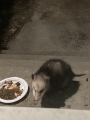 Didelphis virginiana