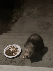 Didelphis virginiana
