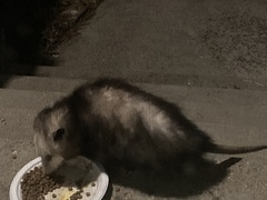 Didelphis virginiana