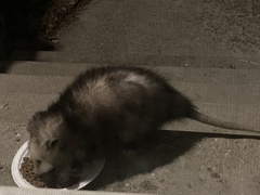 Didelphis virginiana