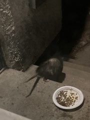Didelphis virginiana