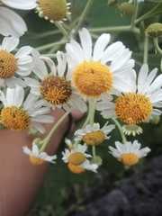 Podachaenium eminens