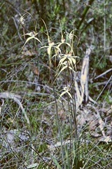 Caladenia longicauda eminens